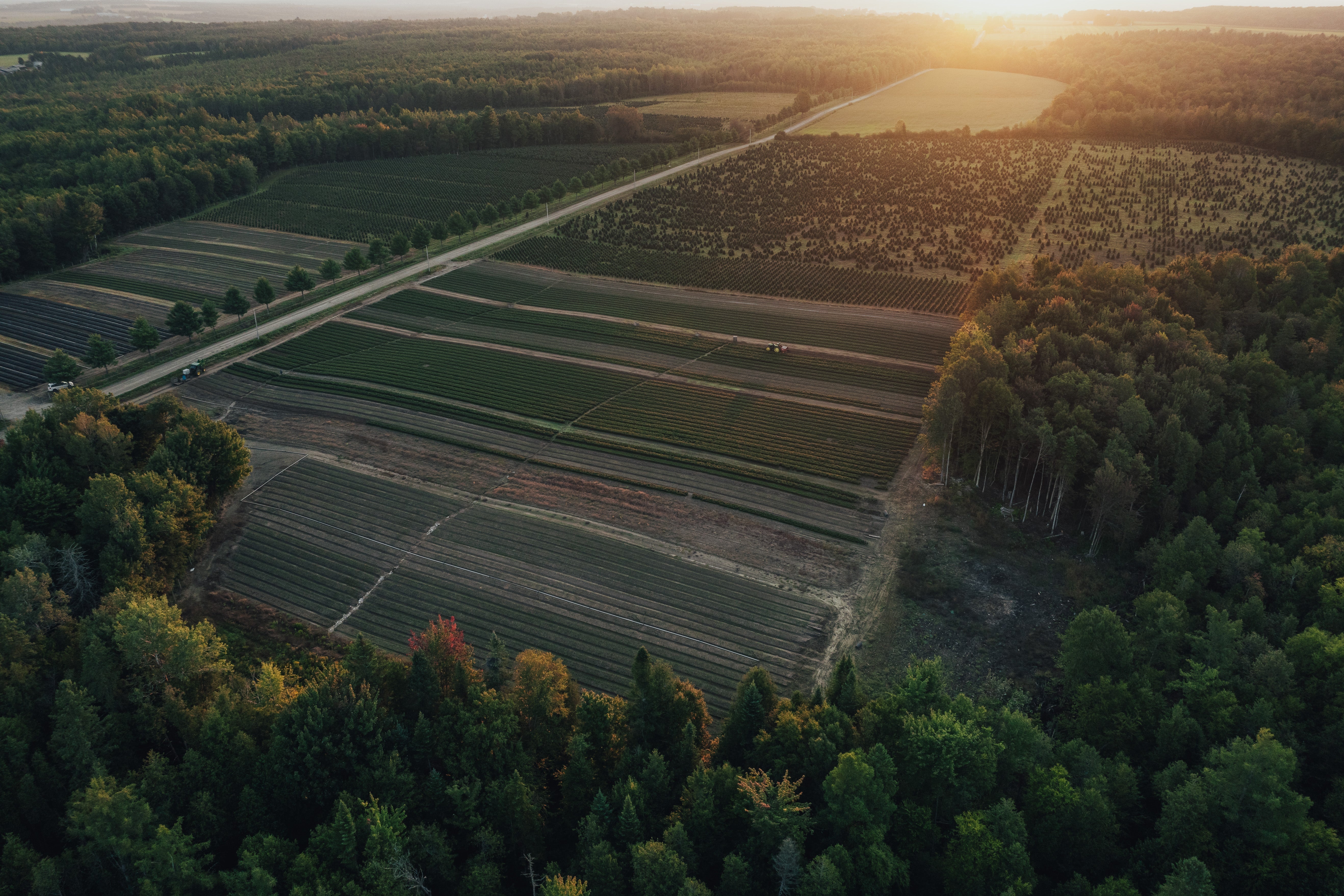 The Environmental Benefits of Real Christmas Trees vs. Artificial Trees